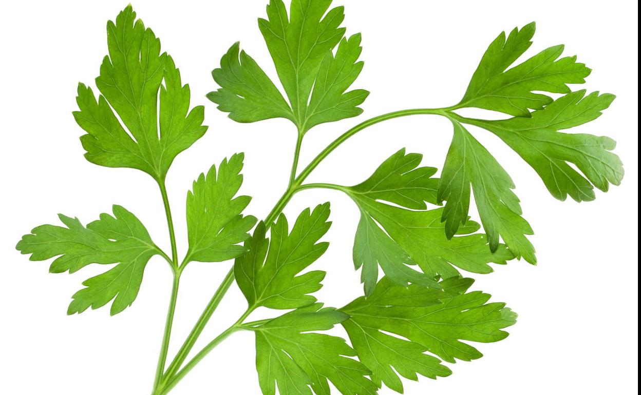 El perejil, una planta aromática con siglos de historia | El Diario Vasco